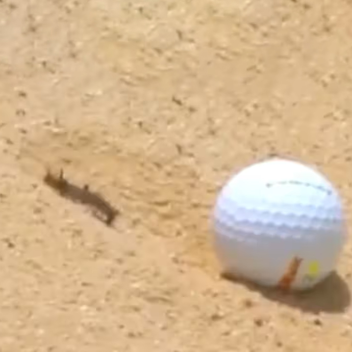 Chính chú sâu bướm là lý do khiến trận đấu DP World Tour phải tạm dừng