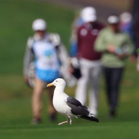 Mòng biển 'cướp' ví của golfer ở Pebble Beach