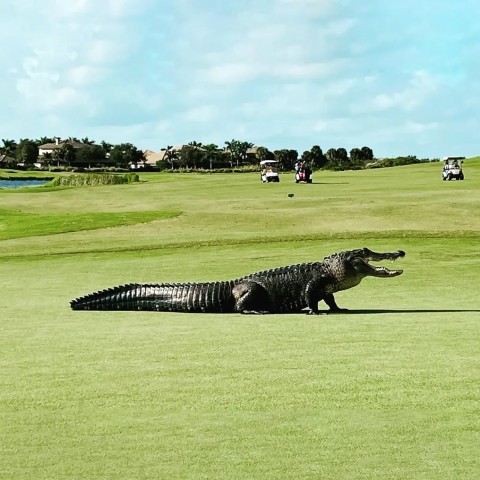 Cá sấu khổng lồ 450kg náo loạn sân golf Florida